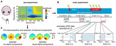 Modulation of Somatosensory Alpha Rhythm by Transcranial Alternating Current Stimulation at Mu-Frequency